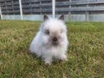 Jonge teddy dwerg dwergkonijnen 1 voedster en 2 rammen, Dieren en Toebehoren, Meerdere dieren, Dwerg, 0 tot 2 jaar