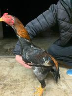 Kopple jonge shamo, Dieren en Toebehoren, Pluimvee