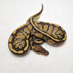 Enchi Mahogany het Clown vrouw, Dieren en Toebehoren, Slang, 0 tot 2 jaar