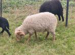 Mooie witte ouessant ram van 2025., Dieren en Toebehoren
