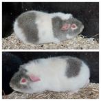 Us teddy cavia's. Cavia, Septembre, Cobaye