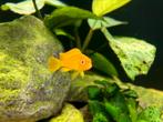 Chindongo Saulosi, Dieren en Toebehoren, Vissen | Aquariumvissen