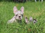 1 mooi Blue Merle Teefje - 13 weekjes -, België, Fokker | Hobbymatig, CDV (hondenziekte), 8 tot 15 weken