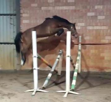 3 jarige merrie beschikbaar voor biedingen