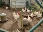 Broedeieren poule de bresse raszuiver