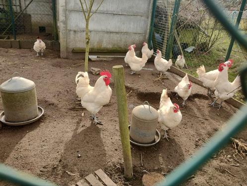 Broedeieren poule de bresse raszuiver, Dieren en Toebehoren, Pluimvee