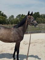 Leuke 2 jarige merrie, Dieren en Toebehoren, Paarden, Merrie, Springpaard, Gechipt, 0 tot 2 jaar