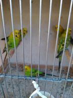 1 GRASPARKIETJE + NIEUWE KOOI + 1kg ETEN voor maar 40 euro, Meerdere dieren, Parkiet, Geringd