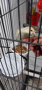 Koppel Kakarikis handtam, Dieren en Toebehoren, Meerdere dieren, Dwergpapegaai of Agapornis, Geringd