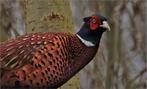Bosfazant hanen, Dieren en Toebehoren, Mannelijk, Overige soorten
