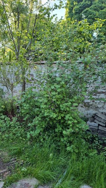 Red current rives rubrum groseillier beschikbaar voor biedingen