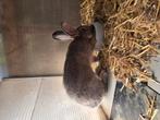 Vlaamse reus, Dieren en Toebehoren, Konijnen