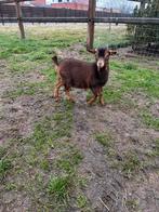 Dwerggeit bokje, Dieren en Toebehoren, Schapen, Geiten en Varkens, Mannelijk, Geit, 0 tot 2 jaar