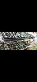 Verschillende agaves te koop, Ophalen of Verzenden