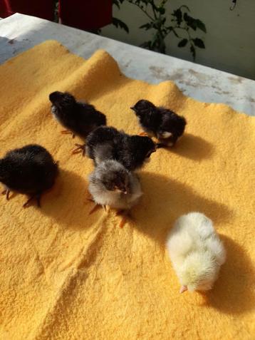 dag kuikens van araucana  beschikbaar voor biedingen