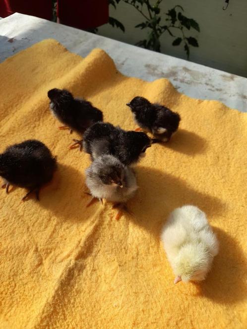 dag kuikens van araucana, Dieren en Toebehoren, Pluimvee, Kip, Geslacht onbekend