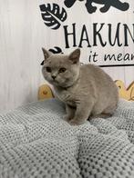 Brits korthaar, Dieren en Toebehoren, Katten en Kittens | Raskatten | Korthaar, Gechipt