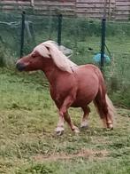Shetland hengst te koop, Dieren en Toebehoren, Hengst, Gechipt, 11 jaar of ouder