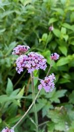 Verbena bonariensis, bijen en vlinderplant, Volle zon, Vaste plant, Zomer, Ophalen