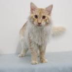Maine Coon - chatons à vendre, Plusieurs animaux, Vermifugé, 0 à 2 ans