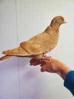 Sierduiven, Dieren en Toebehoren, Vogels | Duiven