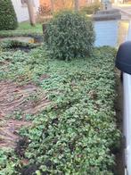 Gratis Goudaardbei Waldsteinia Ternata bodembedekker, Jardin & Terrasse, Plantes | Jardin, Enlèvement, Plante fixe, Couvre-sol