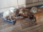 Opgezette hermelijn, Verzamelen, Dierenverzamelingen, Ophalen of Verzenden, Zo goed als nieuw