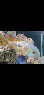 Gele moga koppel 20 cm - hypsophrys nicaraguensis, Dieren en Toebehoren