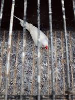 Spitsstaartamadi 1man jong van 2025 wit heel mooie, Animaux & Accessoires, Oiseaux | Canaris