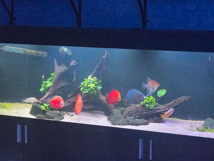 Vis bestand discus 6x volwas discus (waarvan 2koppels), Dieren en Toebehoren, Vissen | Aquariumvissen, Vis