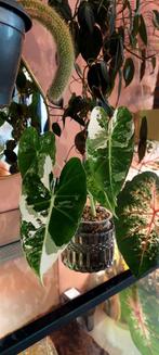 Alocasia frydek variegata baby, Huis en Inrichting, Ophalen of Verzenden