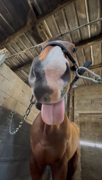 Betrouwbare Pony beschikbaar voor biedingen