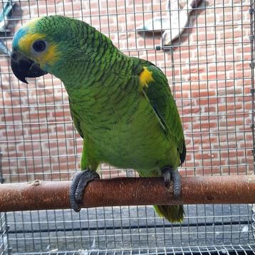 Jong-tam  1x Geelschouder-blauwvoorhoofd-amazone-papegaai beschikbaar voor biedingen