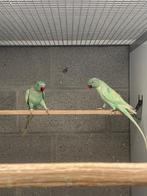 Halsbandparkiet, Dieren en Toebehoren