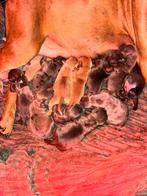 Bully xl pups, Vakantie