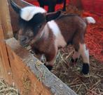 2 chèvres cherchent une nouvelle maison, Animaux & Accessoires