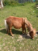 Pony merrie 13 maanden, Merrie