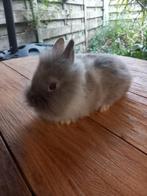 Prachtige leeuwenkop konijntjes supertam kleinblijvend, Animaux & Accessoires, Lapins