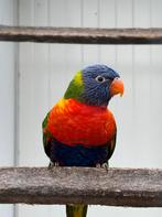 mooie, jonge pop van de blauwe bergen (niet handtam), Geringd