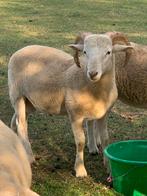 Mooie raszuivere Wiltshire horn Ram voor de kweek., Dieren en Toebehoren, Mannelijk, Schaap, 0 tot 2 jaar