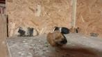 Mooie kleurrijke cavia's, Augustus