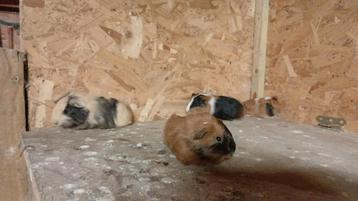 Mooie kleurrijke cavia's  beschikbaar voor biedingen