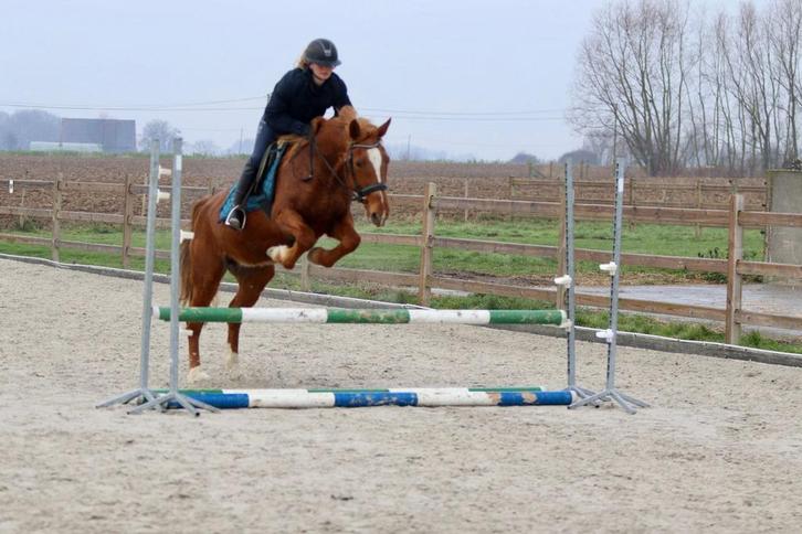 Belle jument polyvalente, Animaux & Accessoires, Chevaux, Jument, M