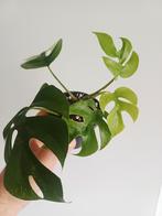 Rhaphidophora Tetrasperma Mint Variegated (monstera minima), Overige soorten, In pot, Minder dan 100 cm, Groene kamerplant