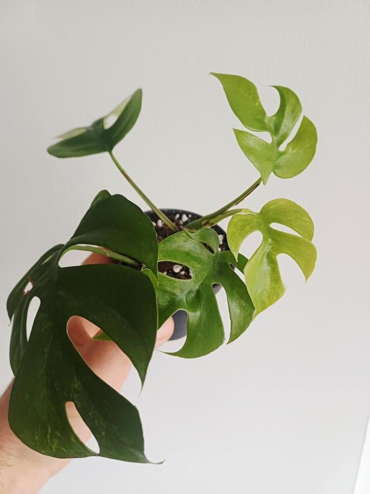 Rhaphidophora Tetrasperma Mint Variegated (monstera minima), Huis en Inrichting, Kamerplanten, Overige soorten, Minder dan 100 cm