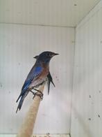 1-1 blauwkeel sialia ( in nl ), Meerdere dieren, Tropenvogel, Geringd