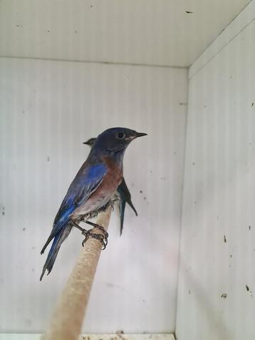 1-1 blauwkeel sialia ( in nl ) beschikbaar voor biedingen