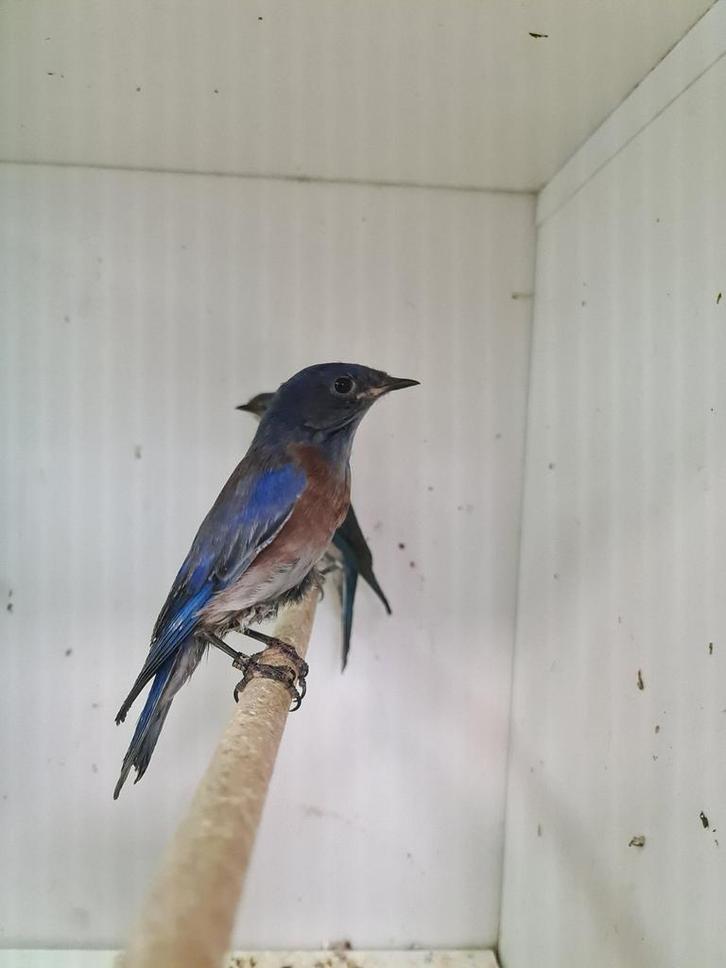 1-1 blauwkeel sialia ( in nl ), Dieren en Toebehoren, Vogels | Overige Vogels, Tropenvogel, Meerdere dieren, Geringd