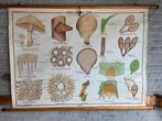 Vintage schooljaar Mushroom, Antiquités & Art, Antiquités | Cartes scolaires, Enlèvement