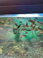 Gratis aquarium vissen, Dieren en Toebehoren